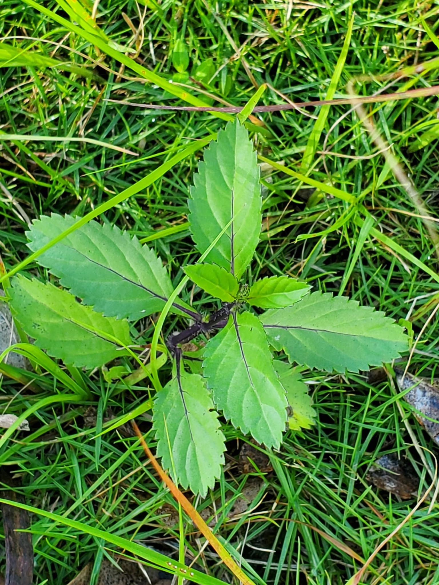 Stachytarpheta jamaicensis